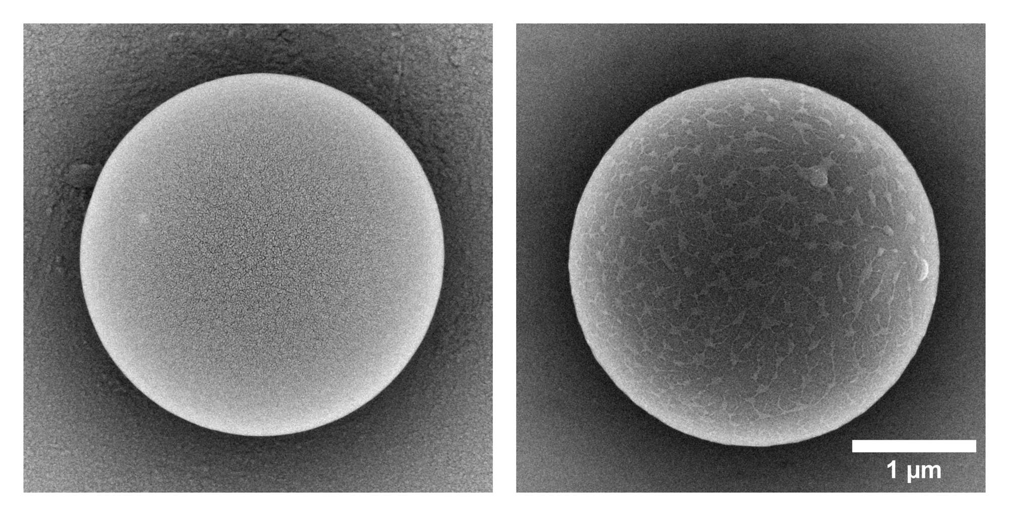 zwei elektronenmikroskopische Aufnahmen von je einem Kügelchen, links mit hellgrauer  Oberfläche, rechts mit dunkelgrauer Oberfläche, die von hellgrauen Mustern durchzogen ist