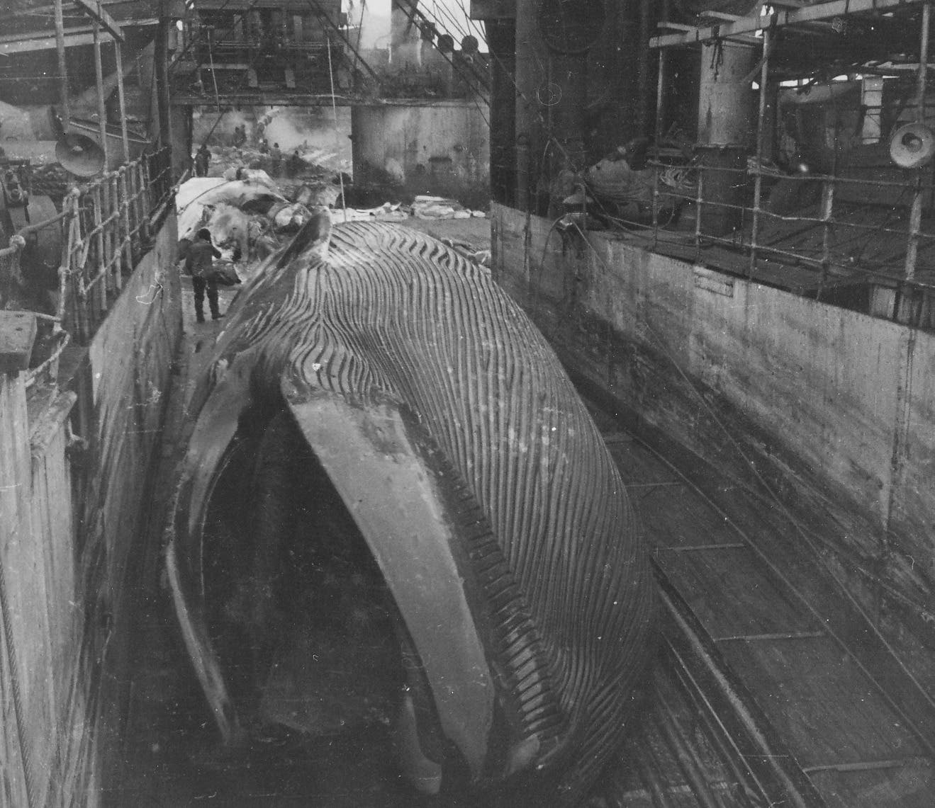 Ein Blauwal auf dem Fabrikschiff »Slava«