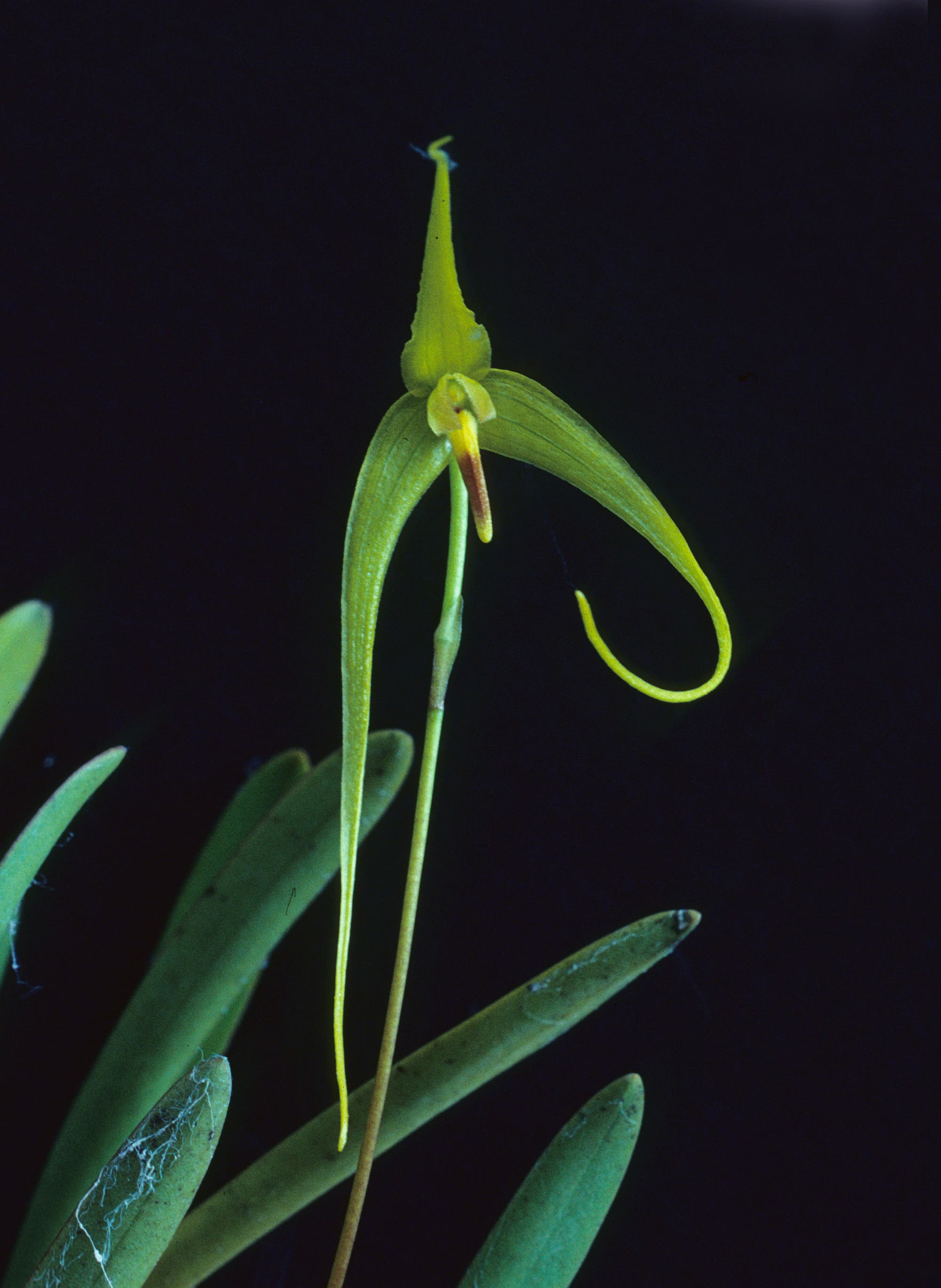 Bulbophyllum dologlossum