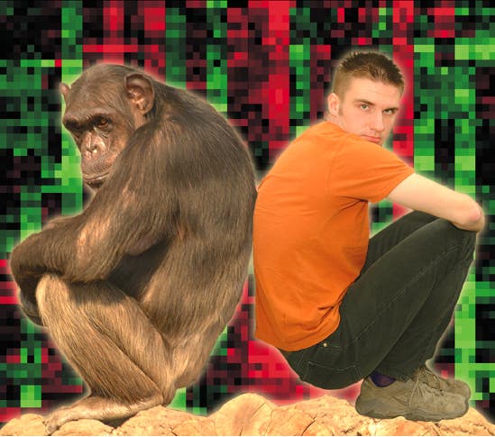 Schimpanse und Mensch