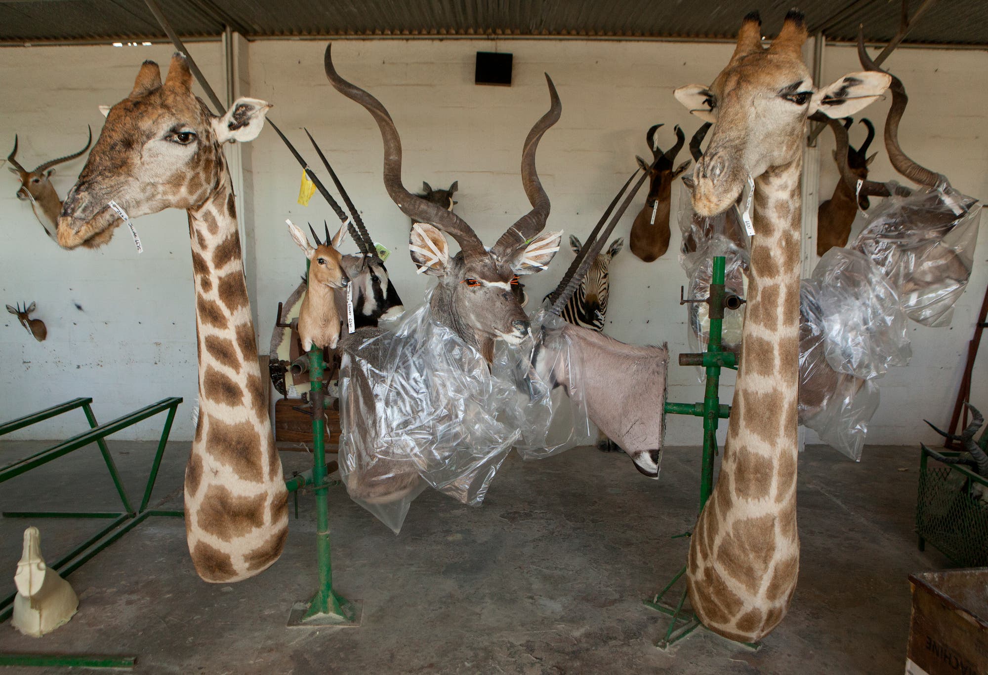The big game hunters get their memories of the hunting trip delivered to their homes. But the skin and bones of giraffes are also very popular, especially in the USA.