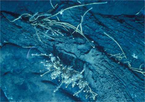 Röhrenwürmer auf Tiefsee-Asphalt