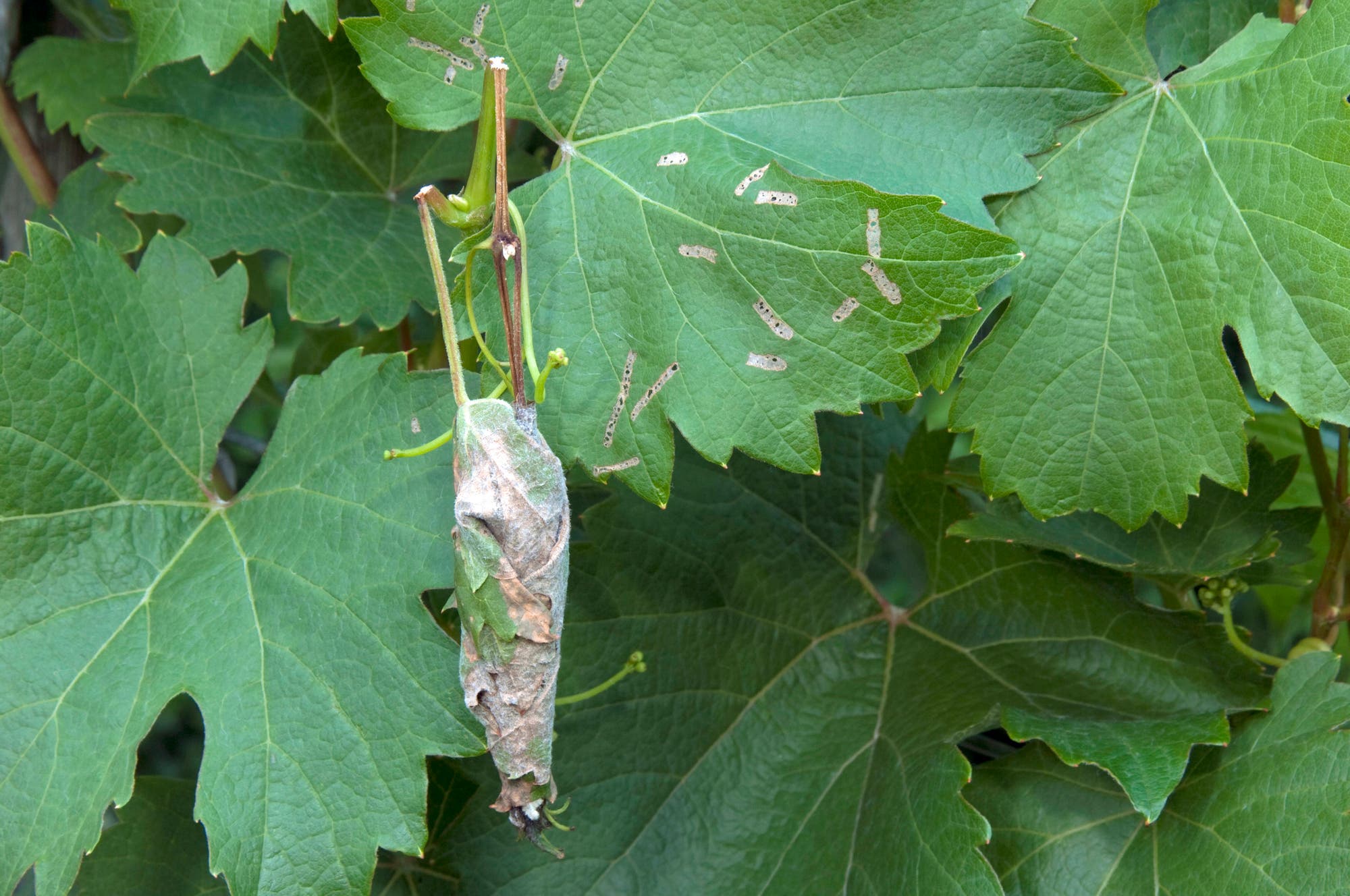 Ein vertrocknetes, eingerolltes Blatt hängt an einem grünen Weinstock. Die umliegenden Blätter zeigen Anzeichen von Schädlingsbefall mit kleinen, unregelmäßigen Löchern. Die Szene vermittelt den Eindruck von Pflanzenkrankheit oder Schädlingsschaden in einem Weinberg.
