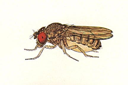 <i>Drosophila mojavensis</i>