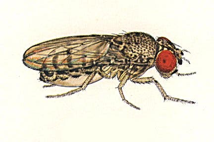 <i>Drosophila arizonae</i>