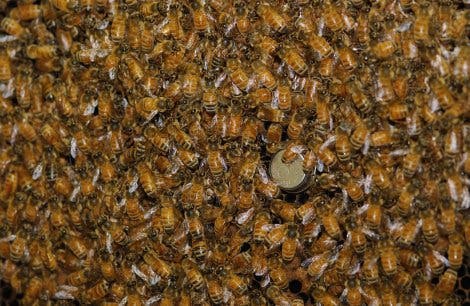 Arbeiterinnen im Bienenstaat