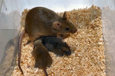Mäusemutter mit Kind