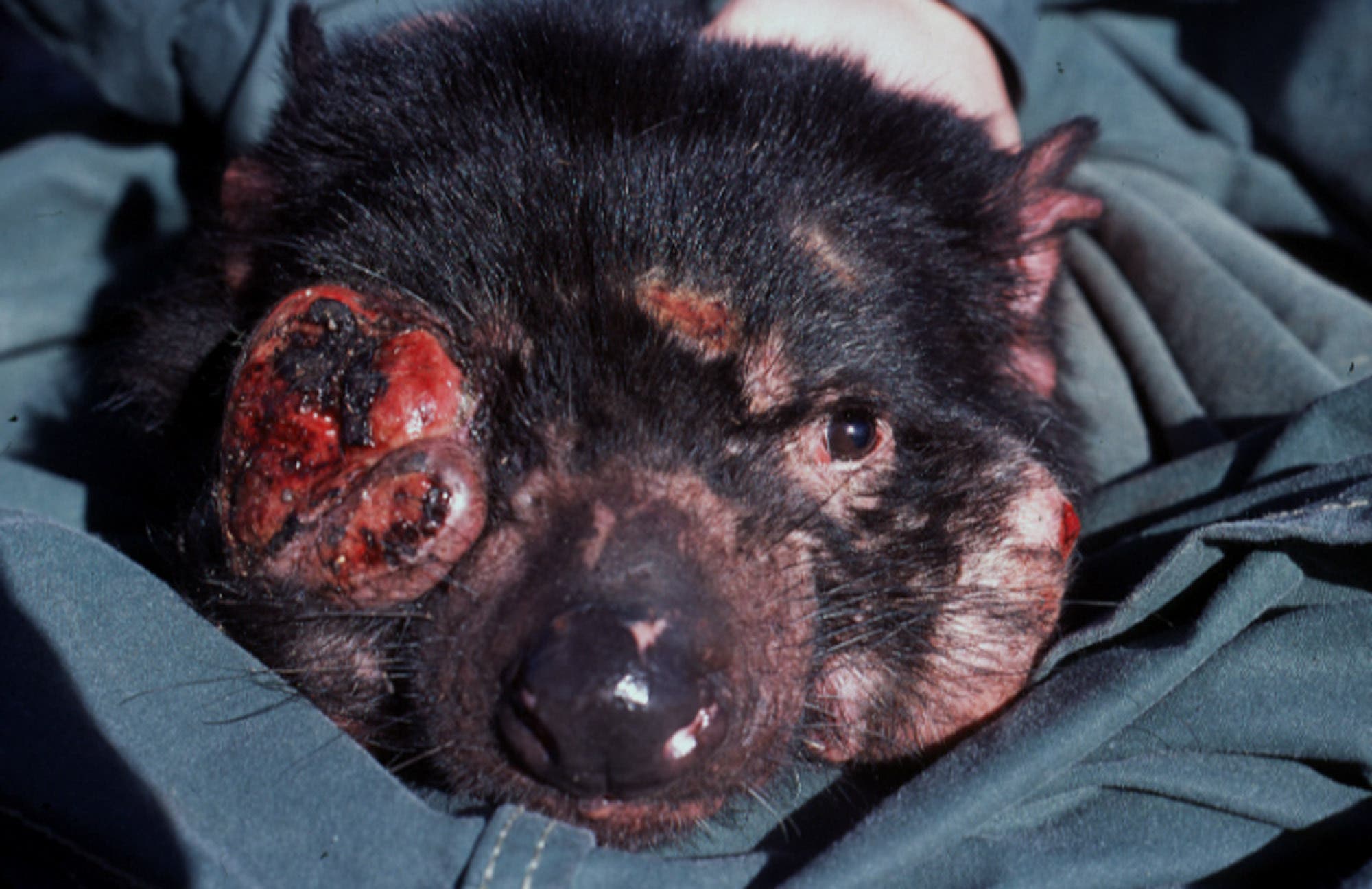 Tasmanischer Teufel mit Devil Facial Tumour Disease (DFTD)