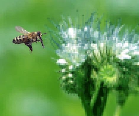 Blüte aus Bienenperspektive