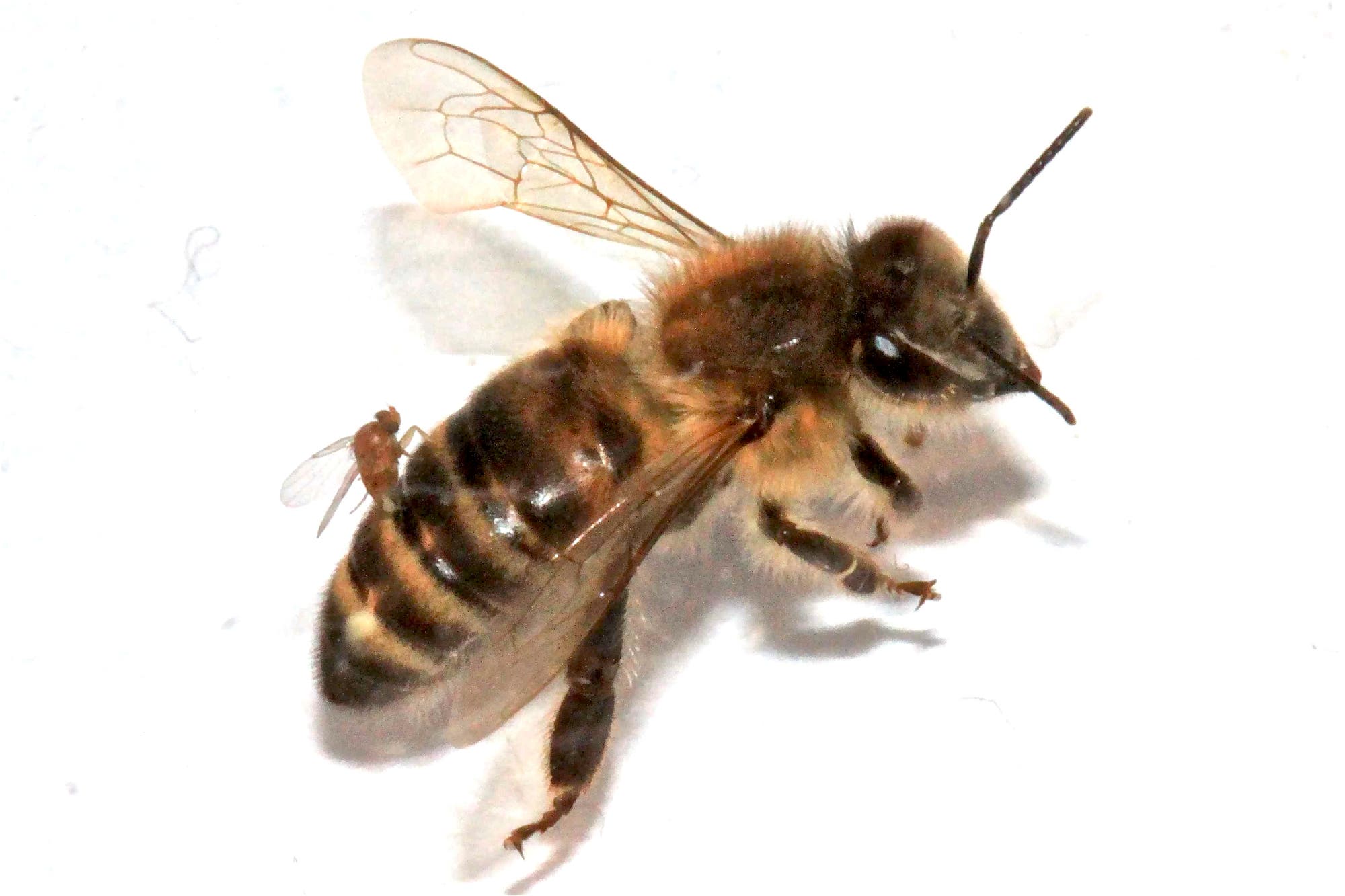 Honigbiene mit Parasit