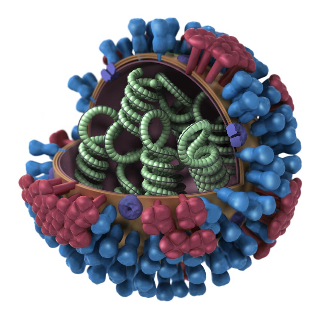 Influenzavirus-Modell