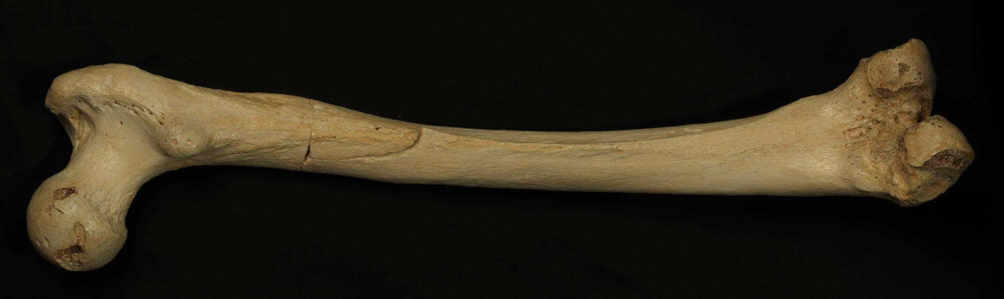 400 000 Jahre alter Homininen-Knochen aus Sima de los Huesos