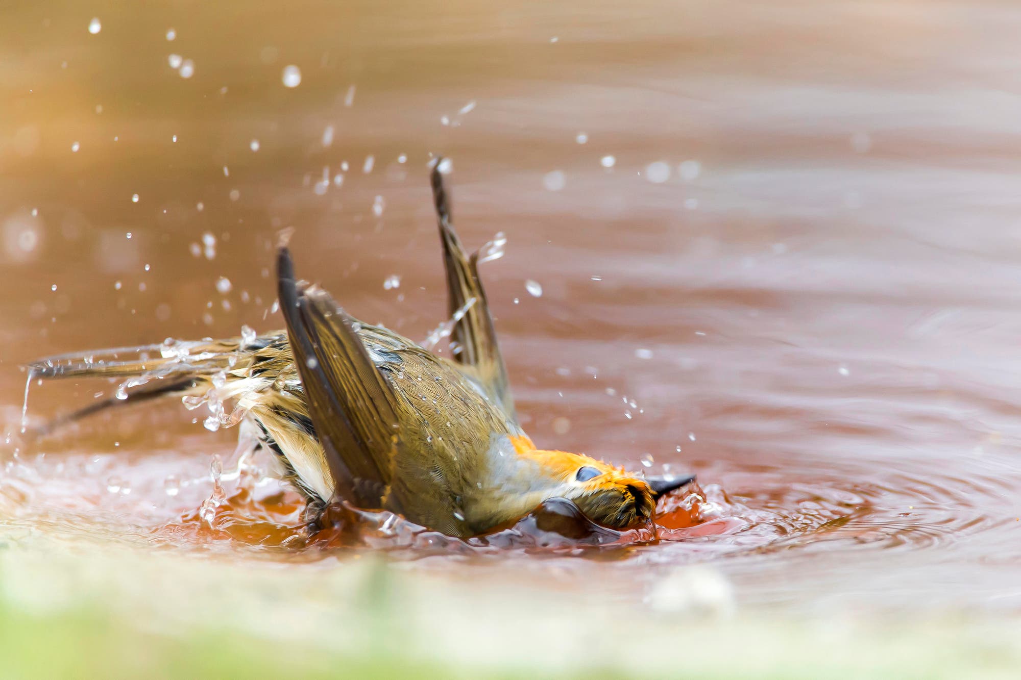 EIn rotkehlchen, das sich in einem Teich oder See ausgiebig putzt. das Wasser spritzt, der Vogel hat seinen Kopf fast unter Wasser und reckt diei Flügel nach oben