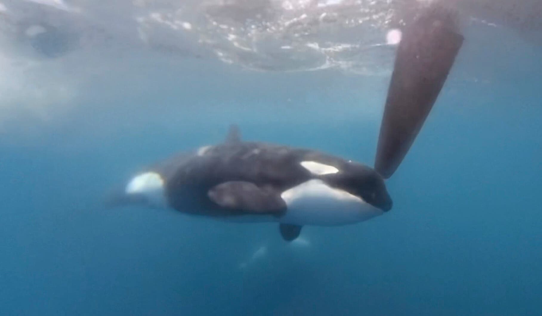 Ein Orca schwimmt unter Wasser in einem klaren blauen Ozean. Die Flosse des Wals ist deutlich sichtbar, während er sich elegant durch das Wasser bewegt. Blasen und Wellen sind an der Wasseroberfläche zu erkennen. Das Bild vermittelt die Anmut und Kraft des Meeressäugers in seiner natürlichen Umgebung.
