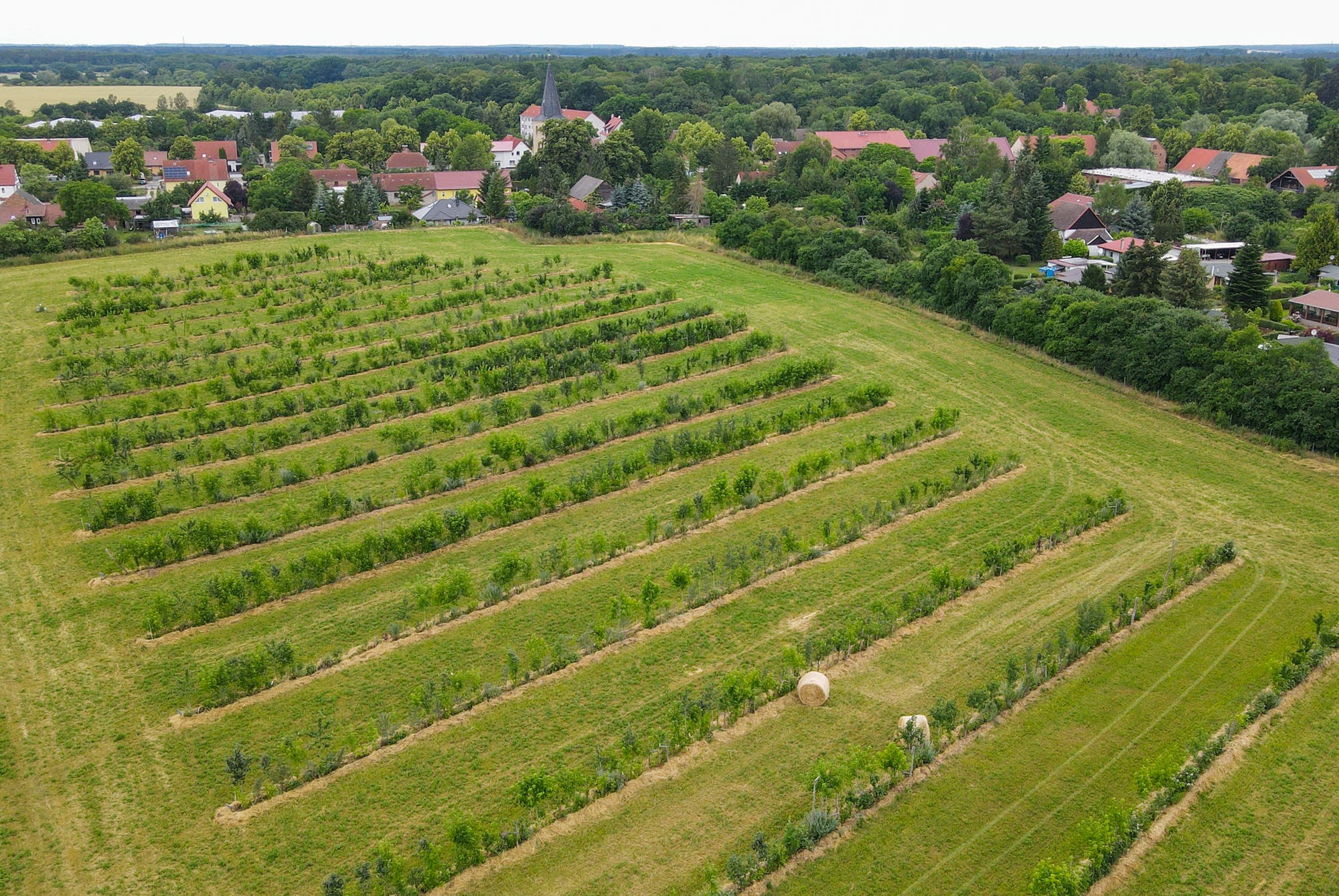 Luftaufnahme eines Agroforstsystems mit in Reihe gepflanzten Bäumen