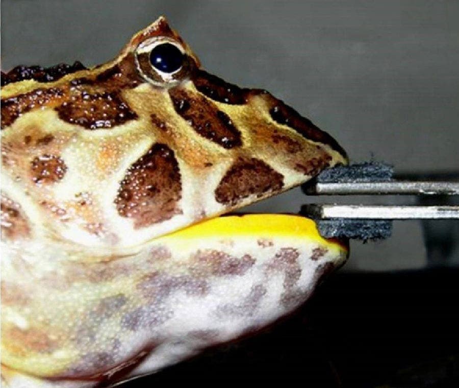 6. Beelzebufo ampinga – Der Frosch, der Dinos beißt