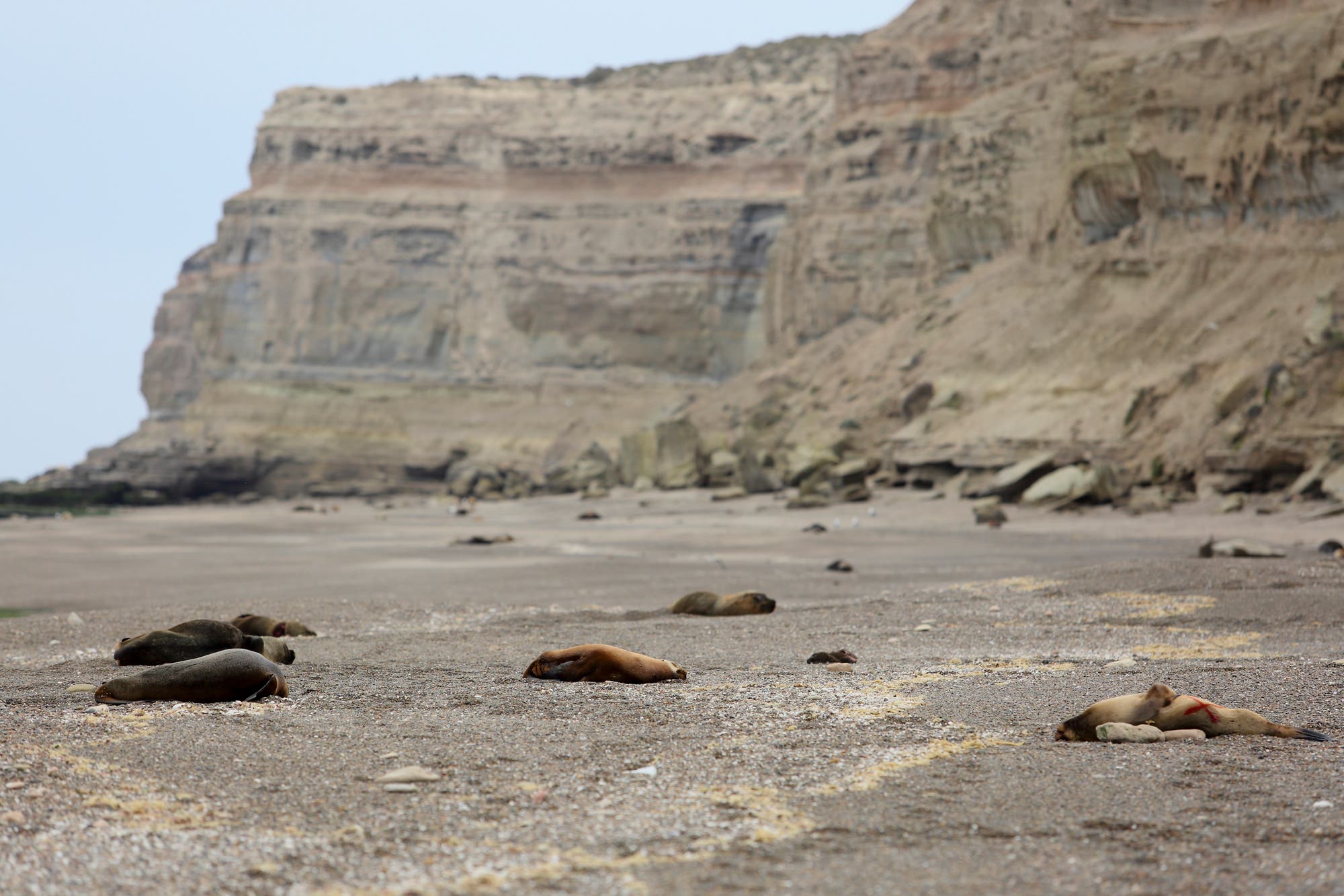 Tote braune Seelöwen liegen an einem Strand der patagonischen Atlantikküste