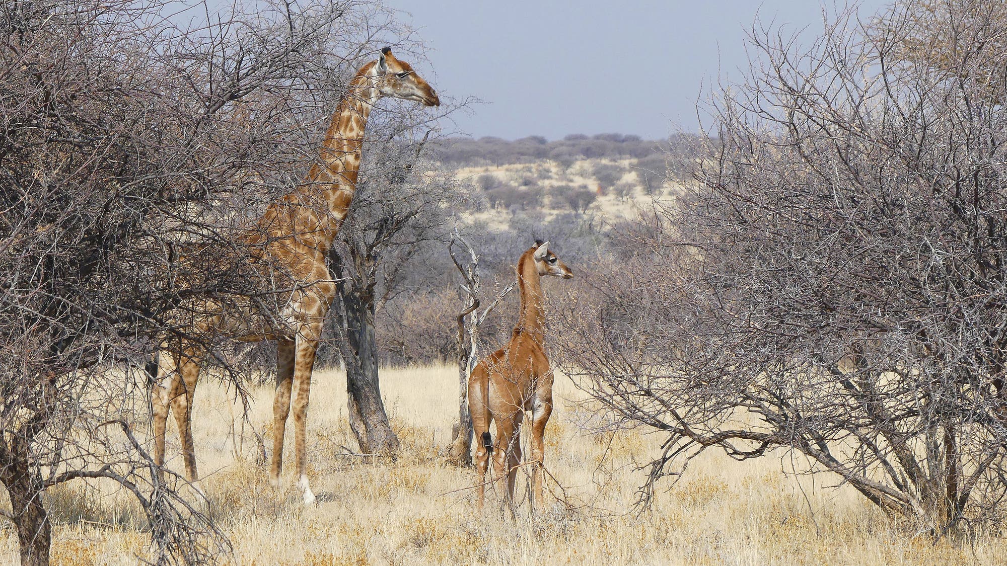 Zwei Giraffen stehen in Namibia zwischen Bäumen und Sträuchern. Die kleinere von beiden hat keine Flecken.