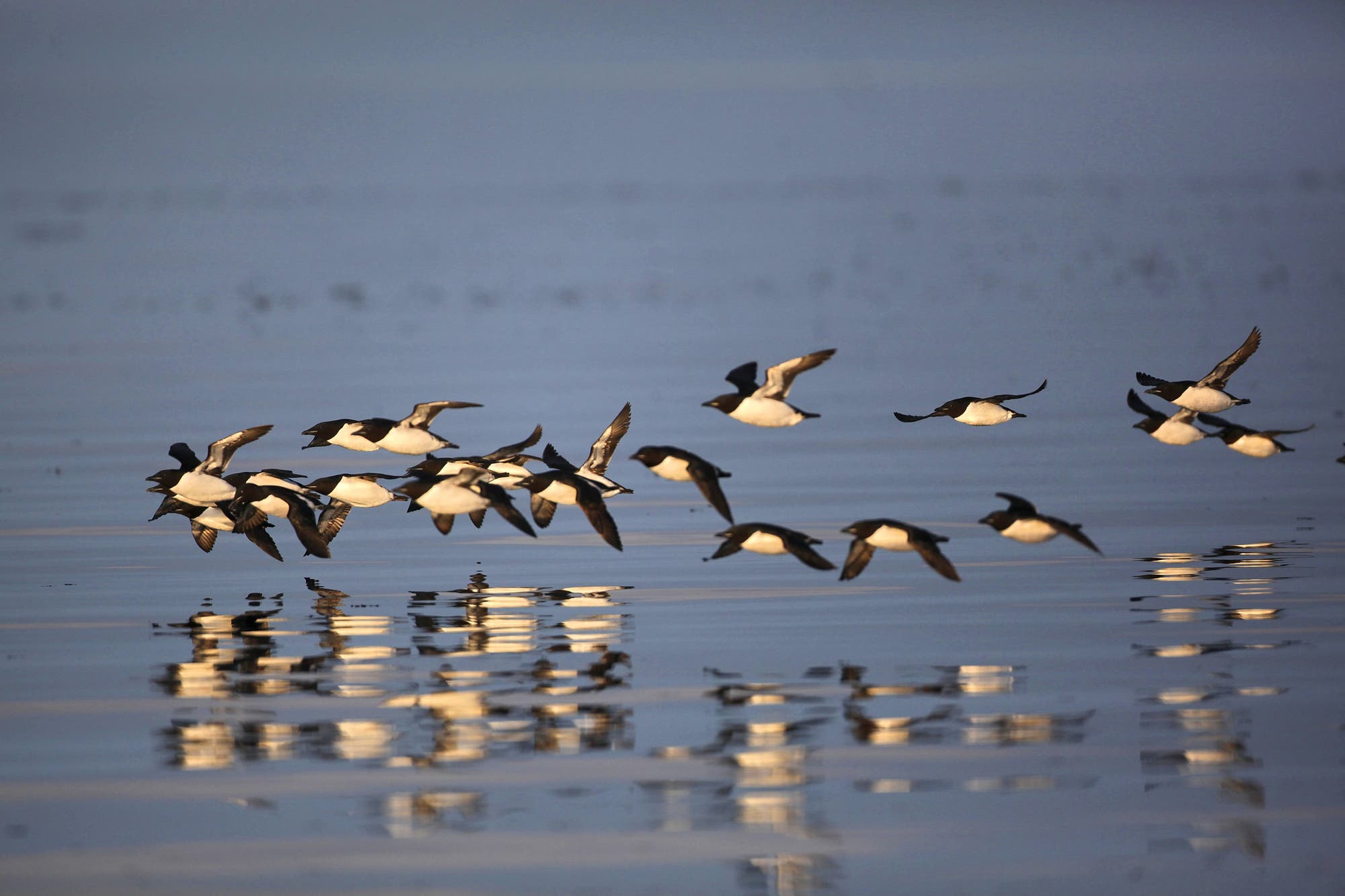 Cambio climático: Decenas de miles de aves que anidan en la Antártida han sido aniquiladas