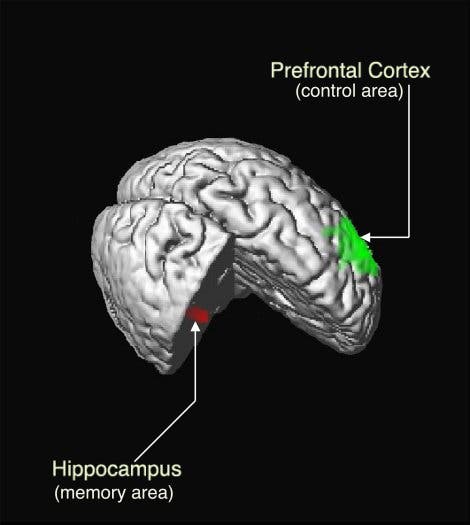 Hippokampus und präfrontaler Kortex
