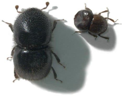 Ambrosia-Käfer