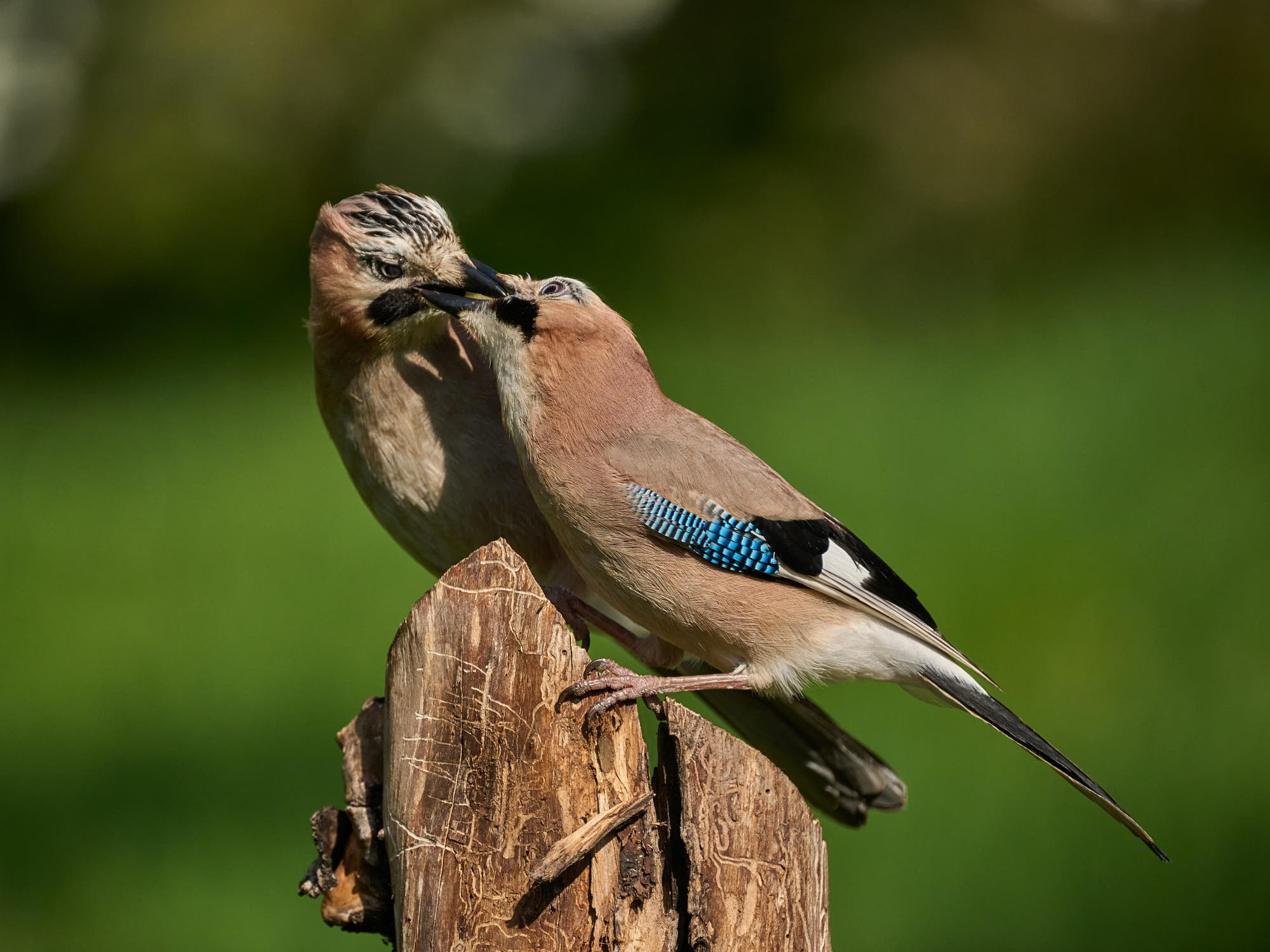 Zwei Eichelhäher auf einem Baumstumpf, die sich mit den Schnäbeln berühren. Der Vogel links hat leicht gesträubtes Kopfgefieder, während der rechte Vogel ein markantes blaues Flügelmuster zeigt. 
