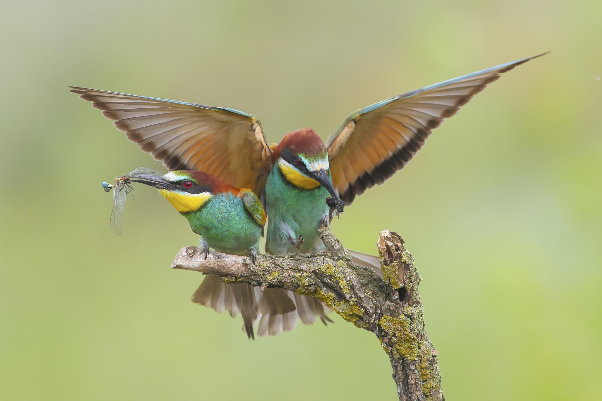 Bienenfresser (Merops apiaster)