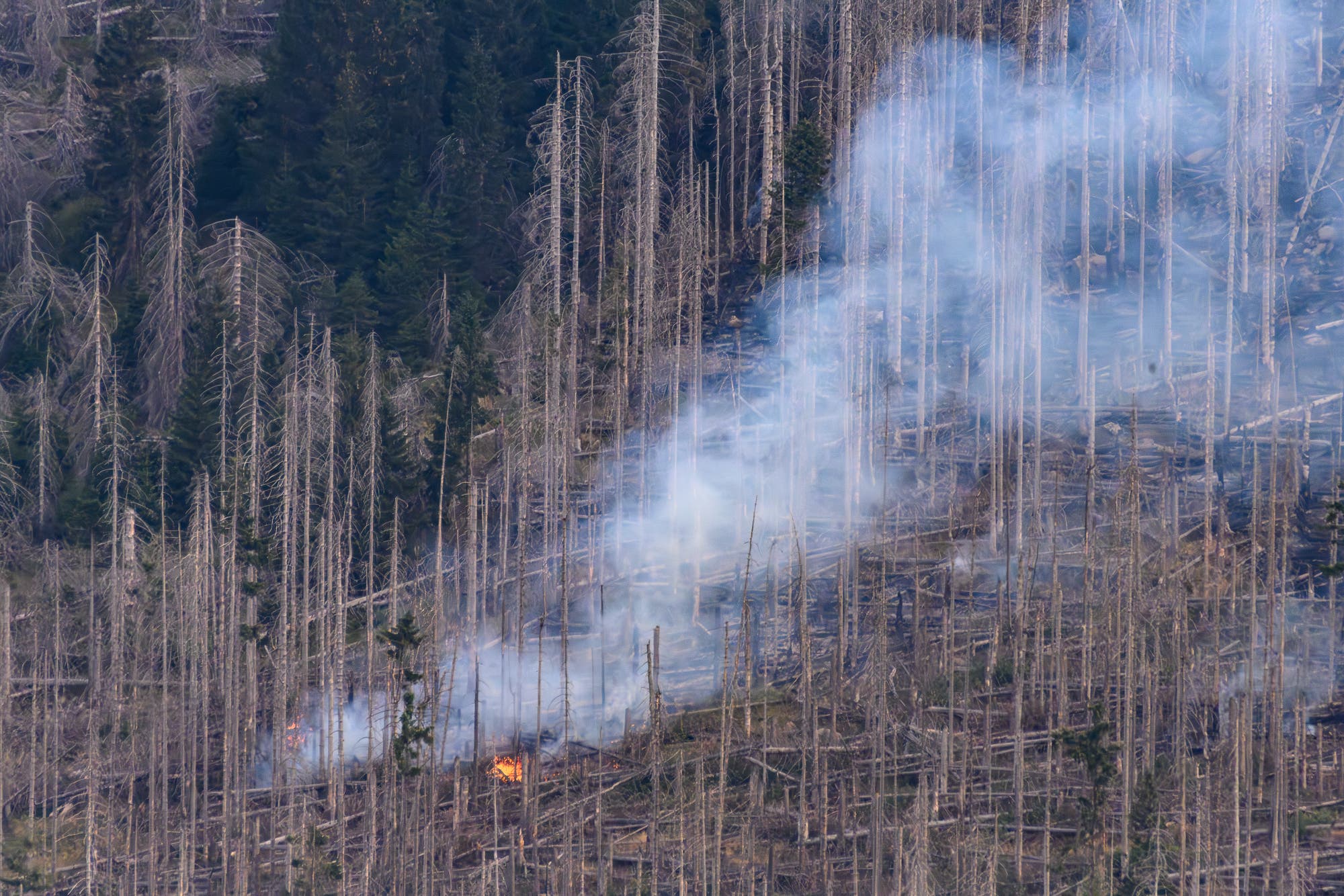 Bei einem Waldbrand am Königsberg unterhalb vom Brocken im Harz steigt dichter Rauch auf. Neben vielen toten, kahlen Fichten stehen auch noch einige grüne Bäume.