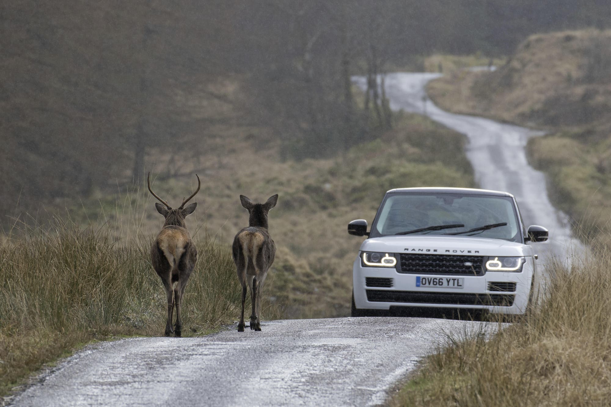 Ein weißer Range Rover fährt auf einer schmalen, kurvigen Landstraße. Zwei Hirsche stehen auf der Straße vor dem Fahrzeug und blicken in dessen Richtung. Die Umgebung ist ländlich mit Gras und Bäumen an den Straßenrändern. Die Szene vermittelt eine ruhige, natürliche Atmosphäre.