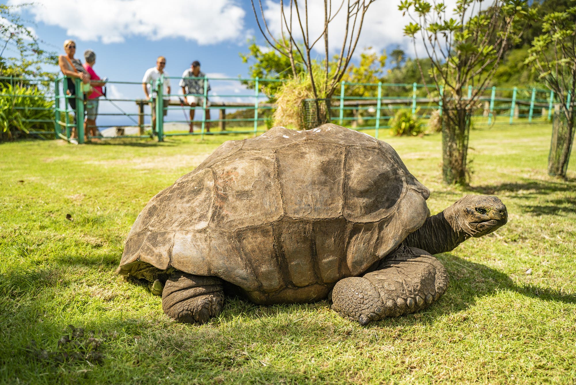 Eine große Schildkröte kriecht über eine grasbewachsene Fläche in einem Park. Im Hintergrund stehen vier Personen an einem grünen Zaun und beobachten die Schildkröte. Der Himmel ist blau mit einigen Wolken, und die Umgebung ist von Bäumen und Pflanzen umgeben.