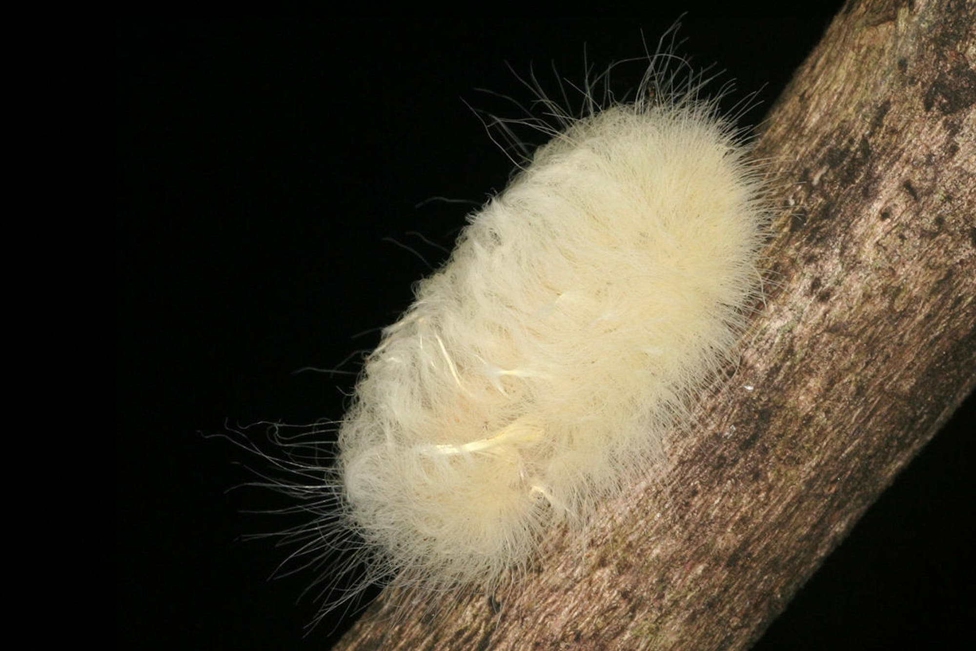 Eine flauschige, weiße Raupe sitzt auf einem Ast vor einem schwarzen Hintergrund. Die Raupe hat lange, haarähnliche Strukturen, die ihr ein weiches Aussehen verleihen. Es gibt keinen Text im Bild und keine verlinkte URL.