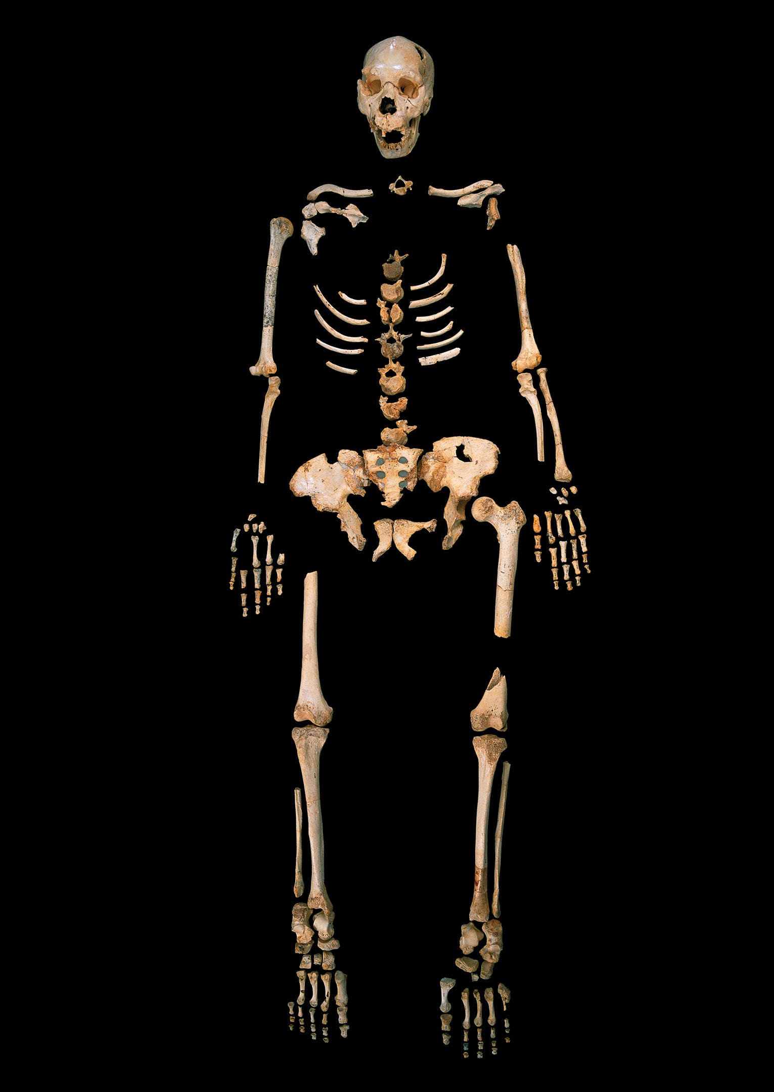 Homo heidelbergensis aus Sima de los Huesos