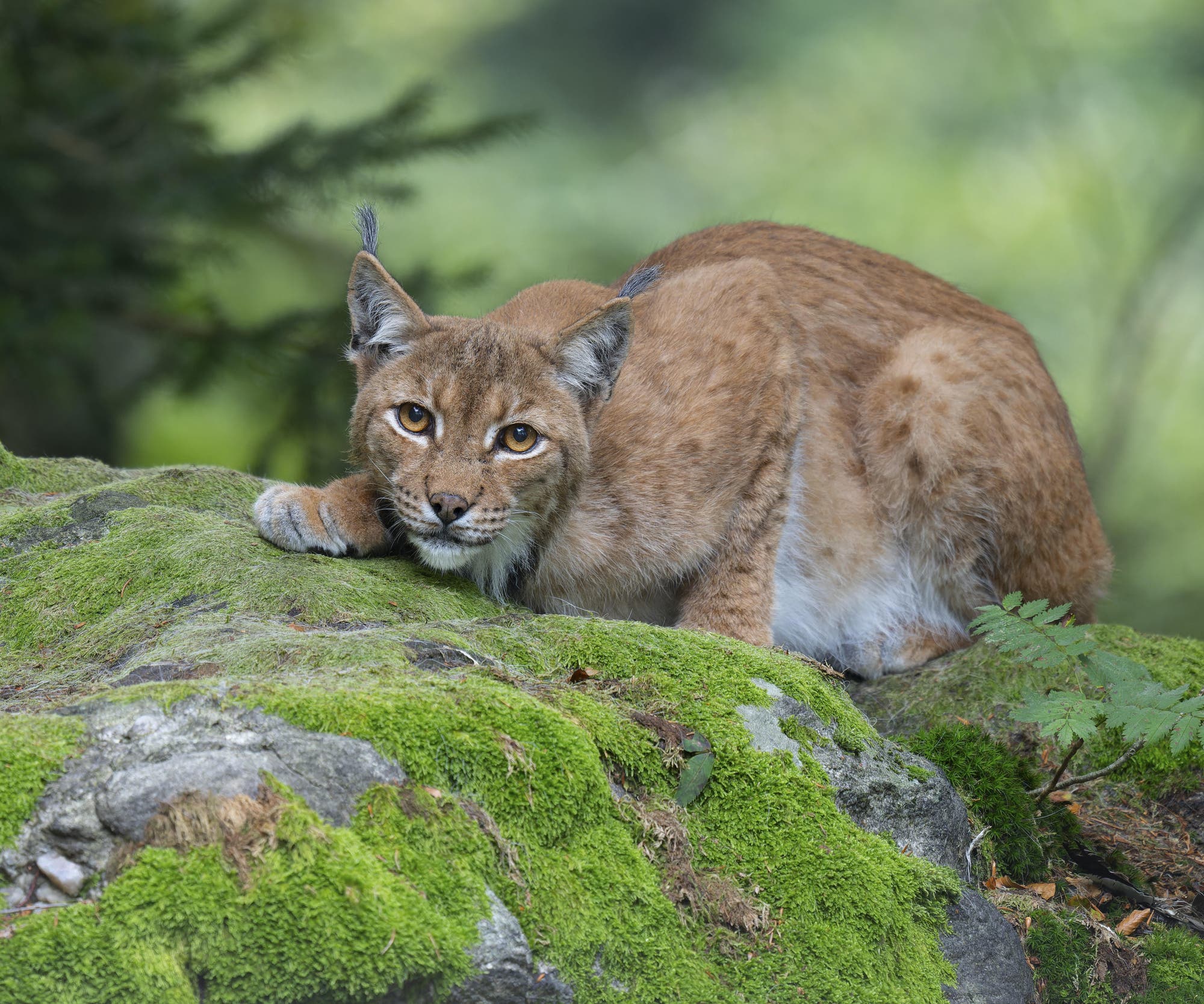 Ein Luchs liegt aufmerksam auf einem mit Moos bedeckten Felsen in einem Wald. Der Hintergrund ist unscharf und zeigt grüne Vegetation, die eine natürliche Umgebung andeutet. Der Luchs hat ein dichtes, braunes Fell und spitze Ohren mit schwarzen Haarbüscheln.