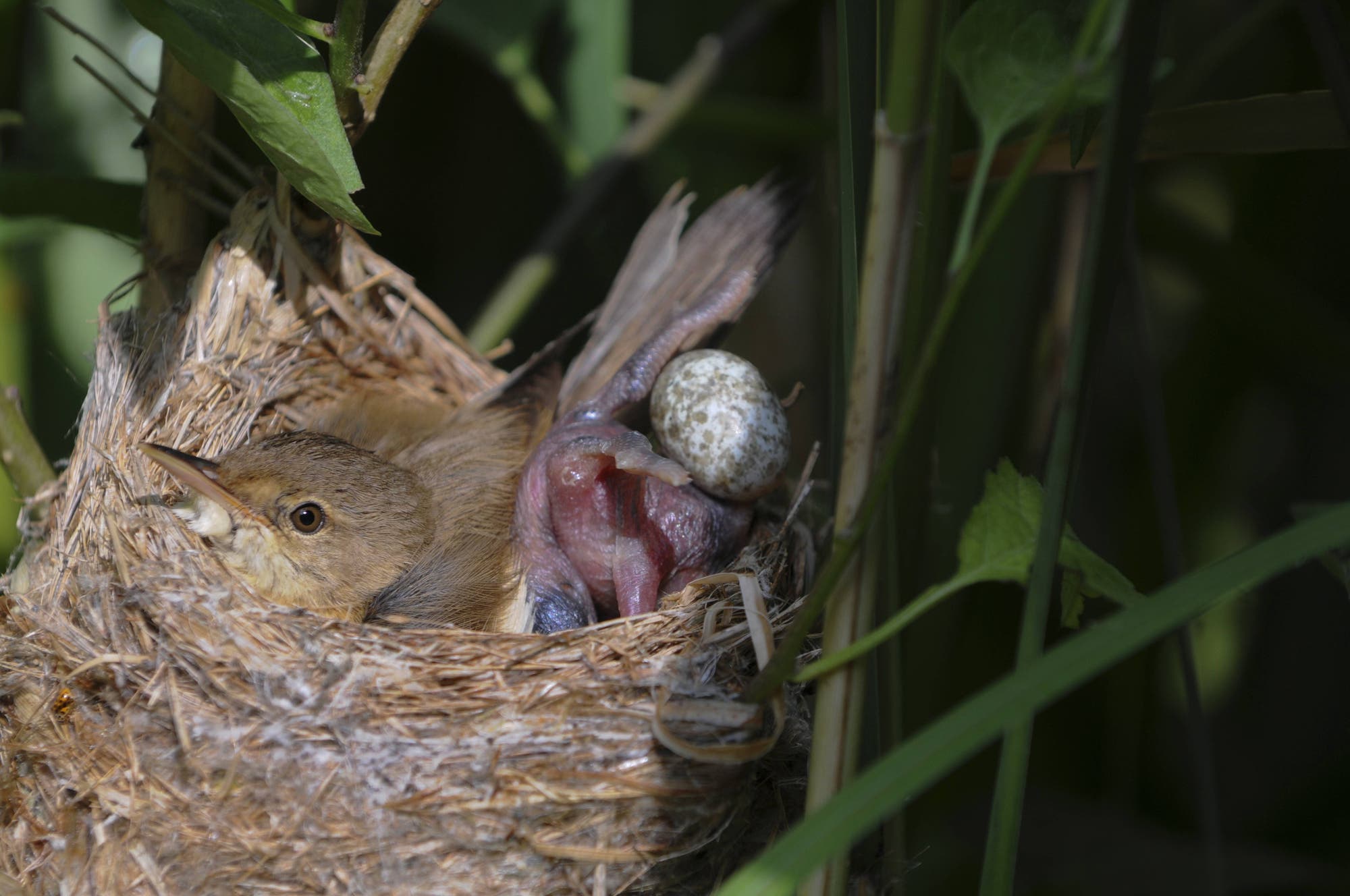 Ein Vogel sitzt in einem Nest aus Zweigen und Blättern. Neben dem Vogel ist ein frisch geschlüpftes Küken zu sehen, welches dabei ist, ein gesprenkeltes Ei aus dem Nest zu schubsen. Das Nest befindet sich inmitten von grünen Pflanzenstängeln.