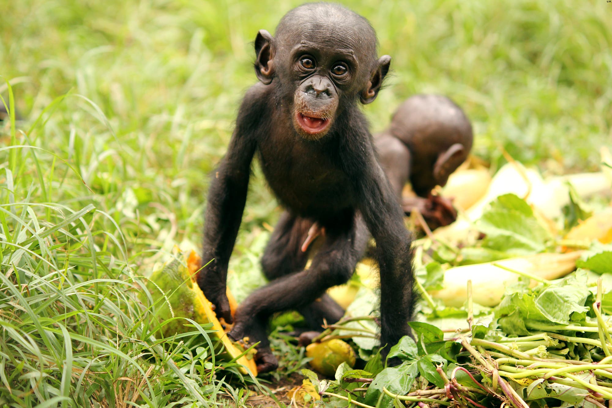 Junge Bonobos fressen Papayas