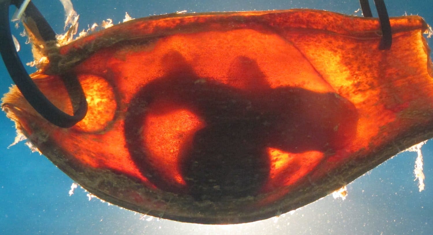Embryo eines Bambushais