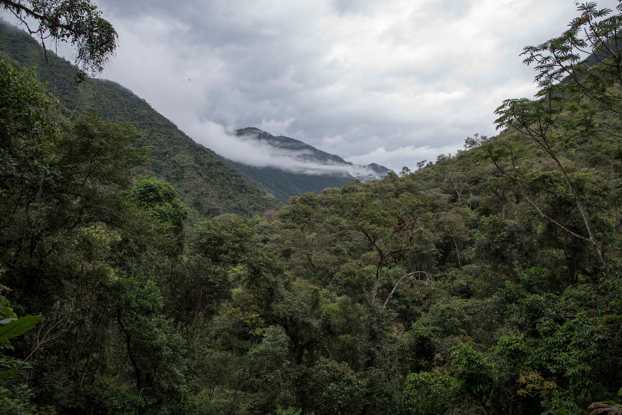 Bergregenwald in Ecuador