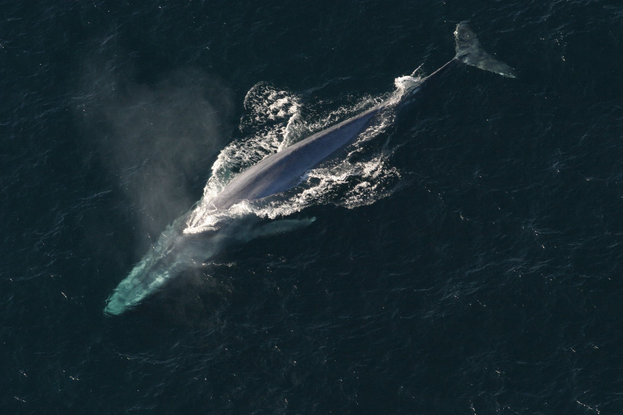 Blauwal – größer ist heute keiner