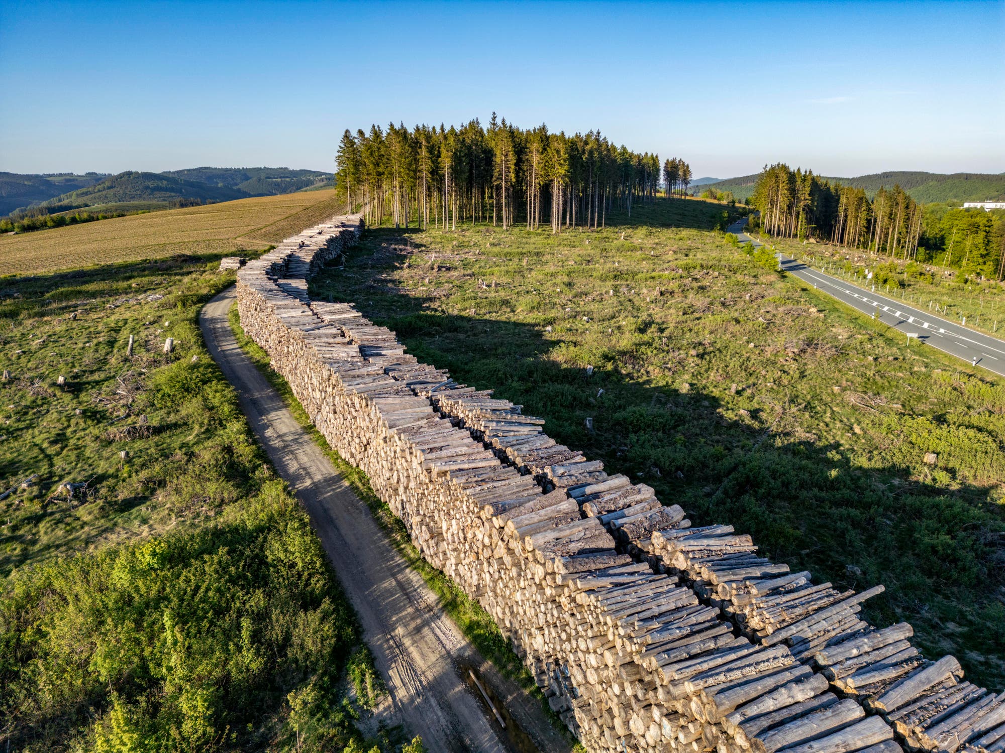 Luftaufnahme einer Landschaft mit einem sehr langen Stapel gefällter Baumstämme, der sich entlang eines Weges erstreckt. Im Hintergrund steht ein kleiner Wald, und rechts verläuft eine Straße. Die Umgebung zeigt Anzeichen von Abholzung, mit vereinzelten Baumstümpfen und grünem Gras. Der Himmel ist klar und blau.