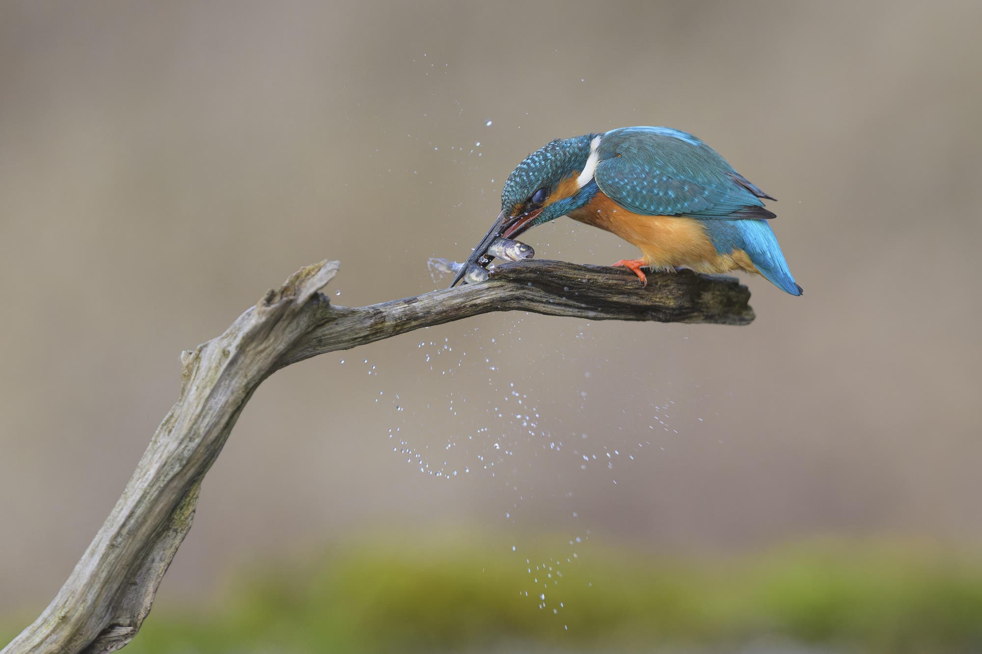Ein Eisvogel mit leuchtend blauem und orangefarbenem Gefieder sitzt auf einem Ast und hält zwei kleine Fische im Schnabel. Wassertropfen spritzen in die Luft, während der Vogel die Fische festhält. Der Hintergrund ist unscharf und zeigt natürliche Farben, die die Szene in einem natürlichen Lebensraum darstellen.