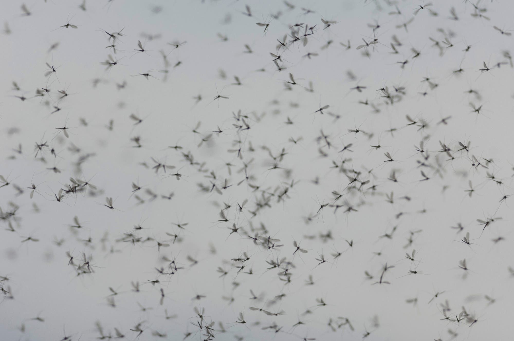 Eine große Anzahl von Mücken fliegt in einem Schwarm vor einem grauen Himmel. Die Insekten sind dicht beieinander und scheinen in Bewegung zu sein. 