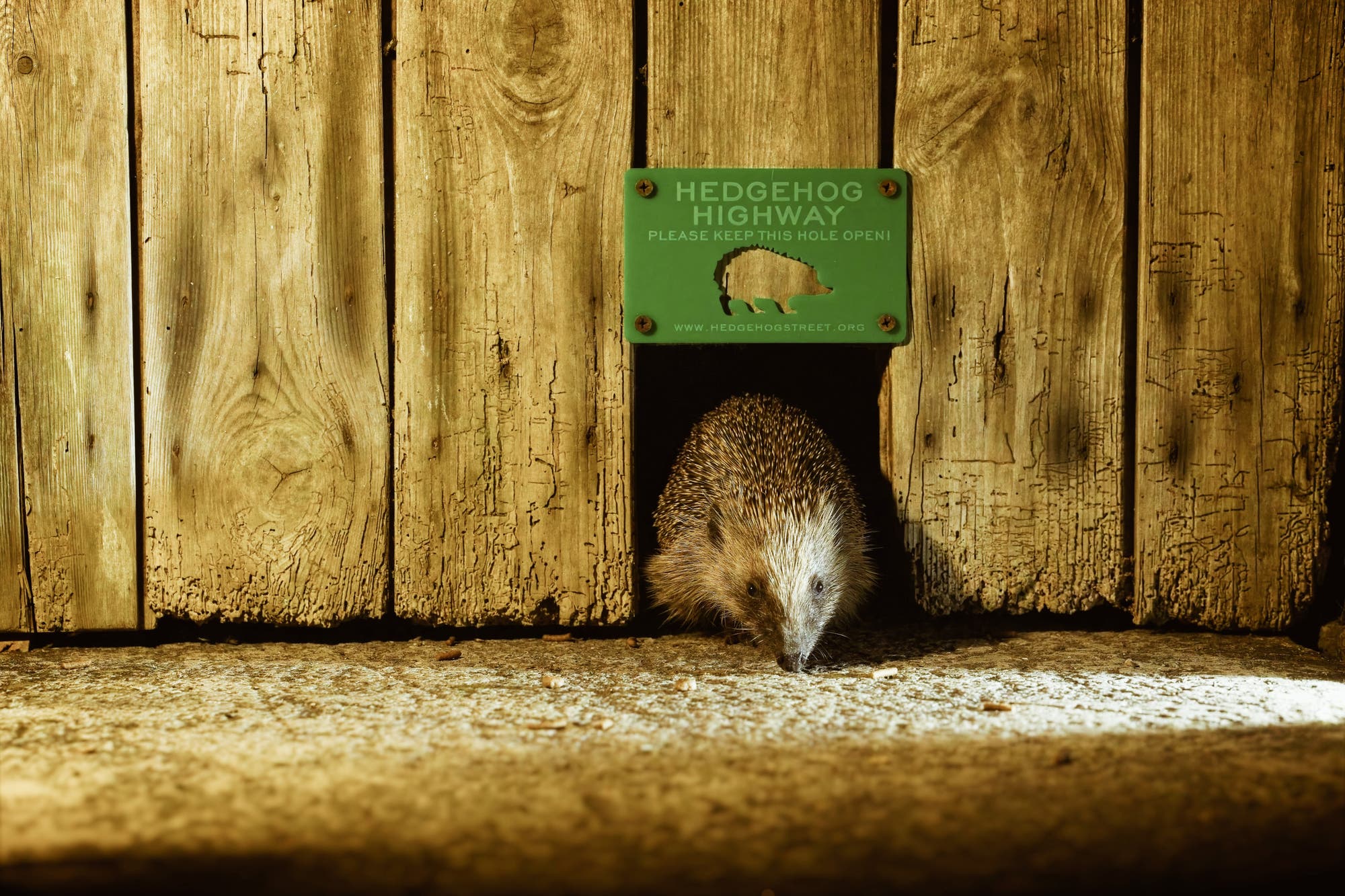Igel kriecht durch ein Loch in einem Lattenzaun, darüber steht »Hedgehog Highway«