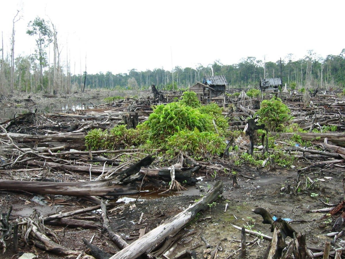 Zerstörter Moorwald auf Borneo