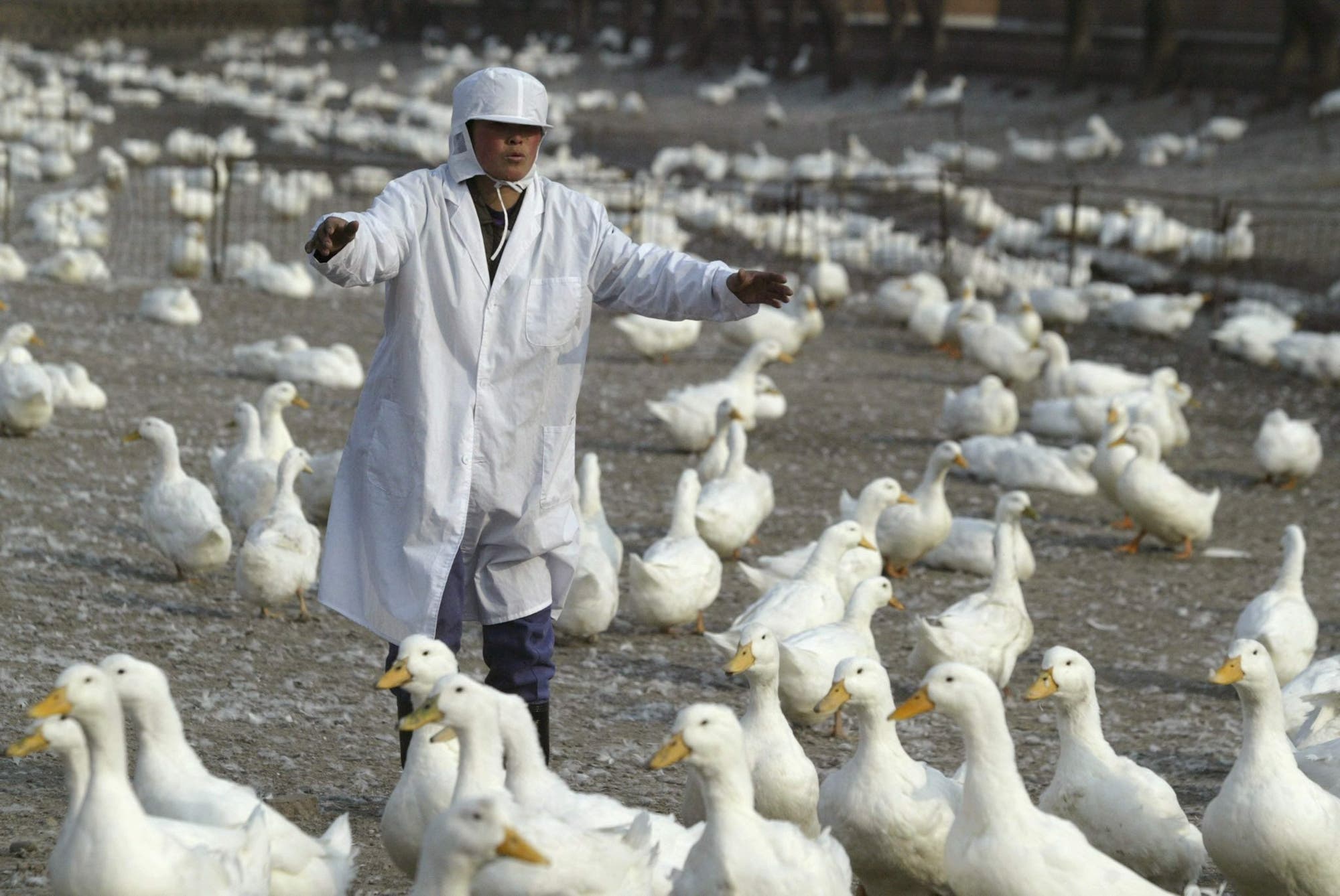 Ein in Weiß gekleideter Arbeiter scheucht weiße Enten zum Futterplatz 