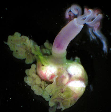 <i>Osedax frankpressi</i>-Weibchen