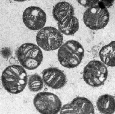 <i>Methylococcus capsulatus</i>