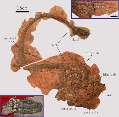 Fossilien von <i>Dinocephalosaurus orientalis</i>