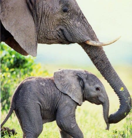 Hochsoziales Verhalten bei Elefanten