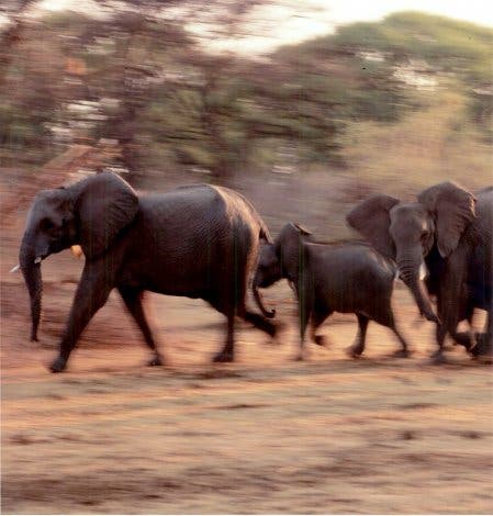 Fliehende Elefanten