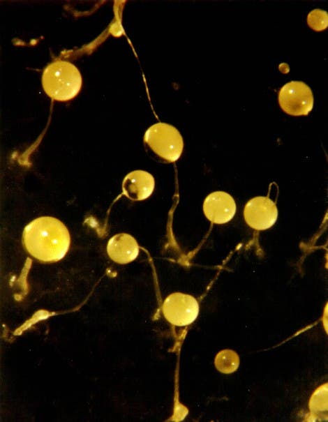Fruchtkörper von <i>Dictyostelium</i>-Schleimpilzen